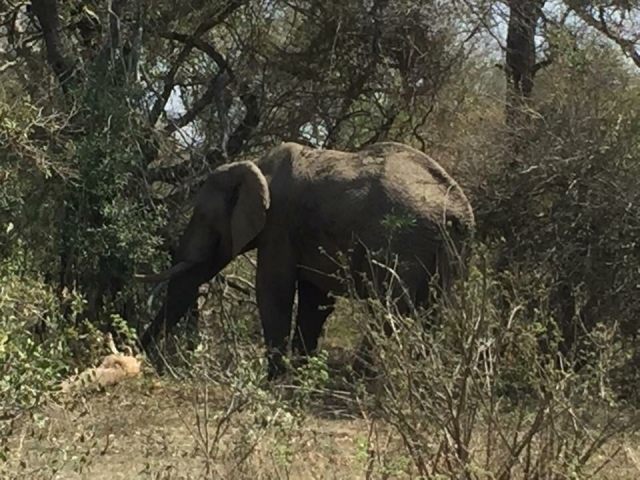 Elephant